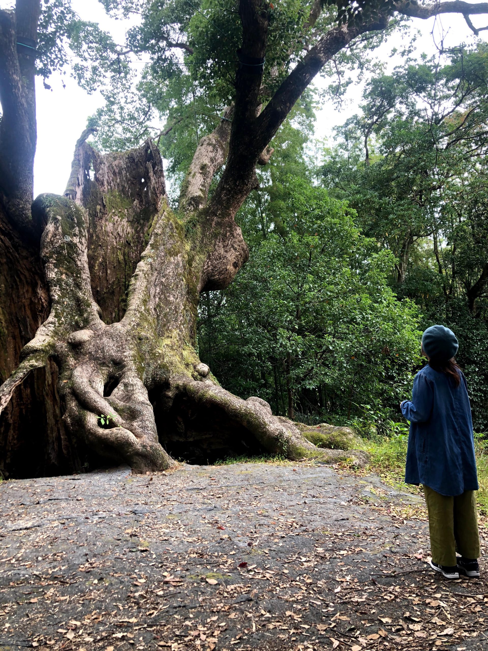 パワースポット巡り（武雄の大楠）